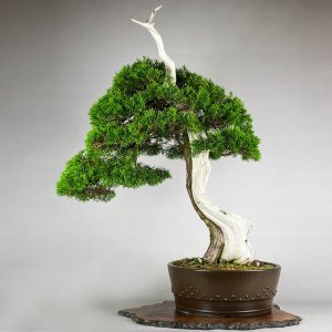 1 2 300x300 Hand made IBUKI bonsai pots by Mariusz Folda. Size: 35 x 27 x 7 cm high.   Image of 1 2 300x300