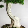 3 Juniperus shimpaku Itoigawa   Image of 3