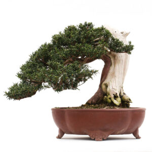 1 1 300x300 Juniperus chinensis Itoigawa   Image of 1 1 300x300