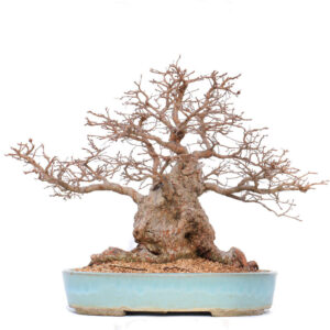 1 16 300x300 Hand made IBUKI bonsai pot by Mariusz Folda   Image of 1 16 300x300