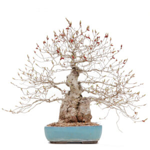 1 5 300x300 Hand made IBUKI bonsai pot by Mariusz Folda   Image of 1 5 300x300