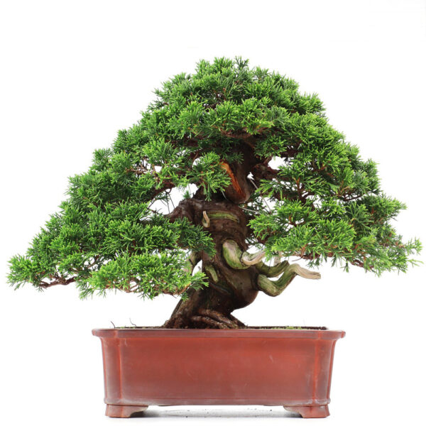 1 6 Juniperus chinensis Itoigawa   Image of 1 6