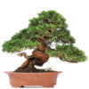 1 7 Juniperus chinensis Itoigawa   Image of 1 7