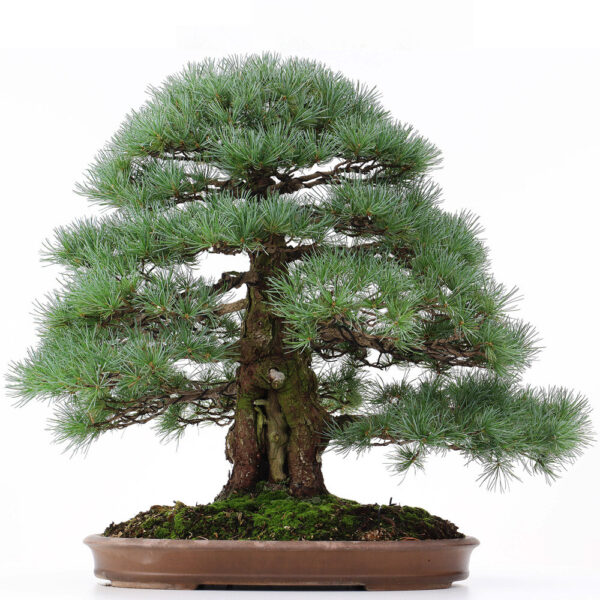1 8 Pinus parviflora   Image of 1 8