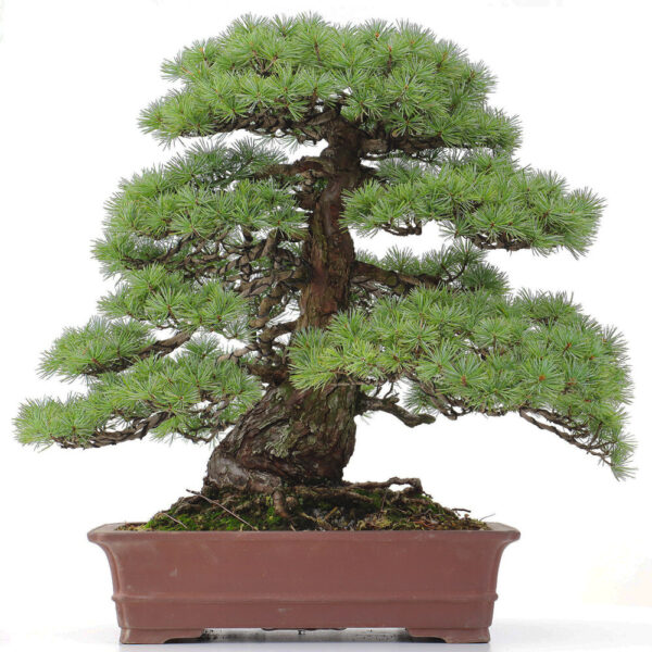 1 9 Pinus parviflora   Image of 1 9
