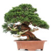 2 7 Juniperus chinensis Itoigawa   Image of 2 7