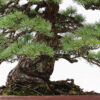 2 9 Pinus parviflora   Image of 2 9