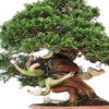 3 6 Juniperus chinensis Itoigawa   Image of 3 6