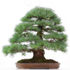 3 7 Pinus parviflora   Image of 3 7