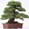 3 8 Pinus parviflora   Image of 3 8