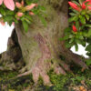 3 9 Rhododendron indicum Nikko   Image of 3 9