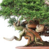 4 Juniperus chinensis Itoigawa   Image of 4
